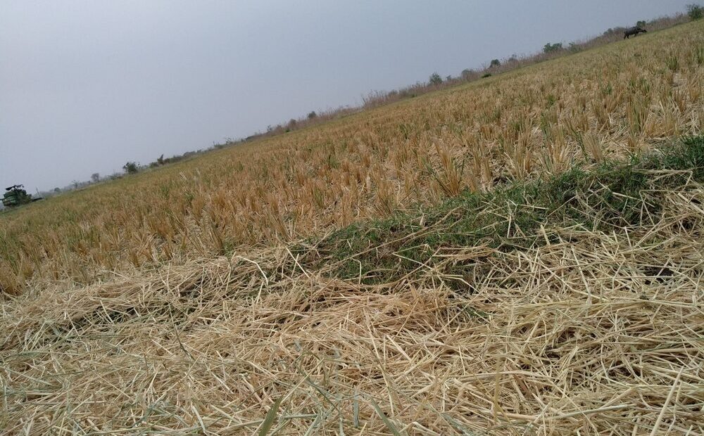 Danni alle coltivazioni agricole in Italia