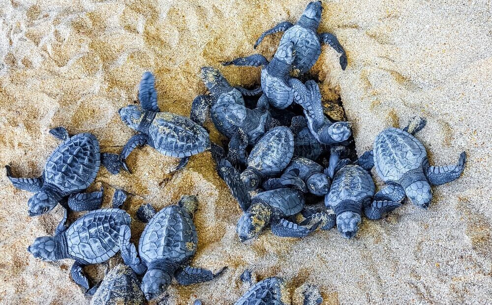 Nidi di Caretta caretta sulle spiagge italiane