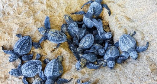 Nidi di Caretta caretta sulle spiagge italiane