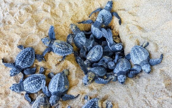 Nidi di Caretta caretta sulle spiagge italiane