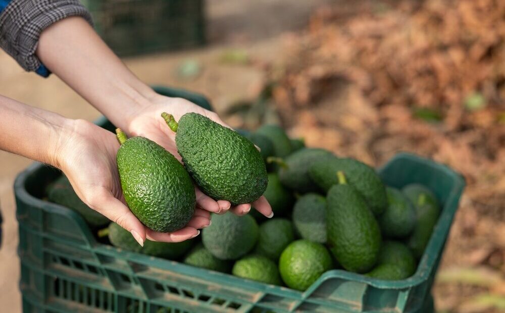 Espansione della produzione di avocado in Sicilia da parte di Halaesa